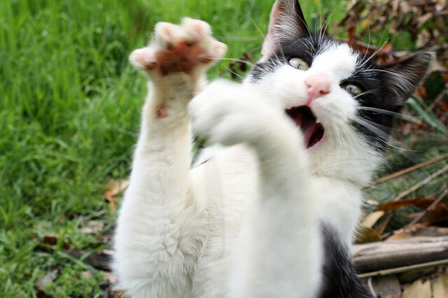 体育产业融资环境优化，体育产业融合的效应与方式有哪些